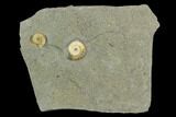 Two Fossil Ammonites (Promicroceras) - Lyme Regis #127158-1